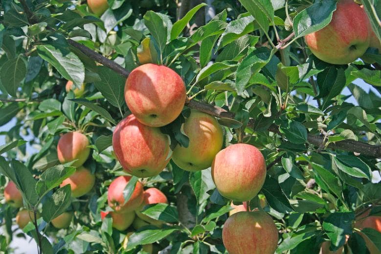 Ripening Red Apples in Normandy Orchard